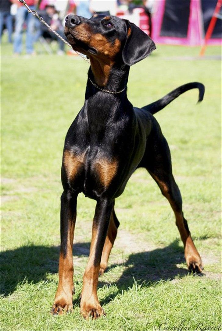 Dobermann Star Anakin's Space Traveller Laika billede 1