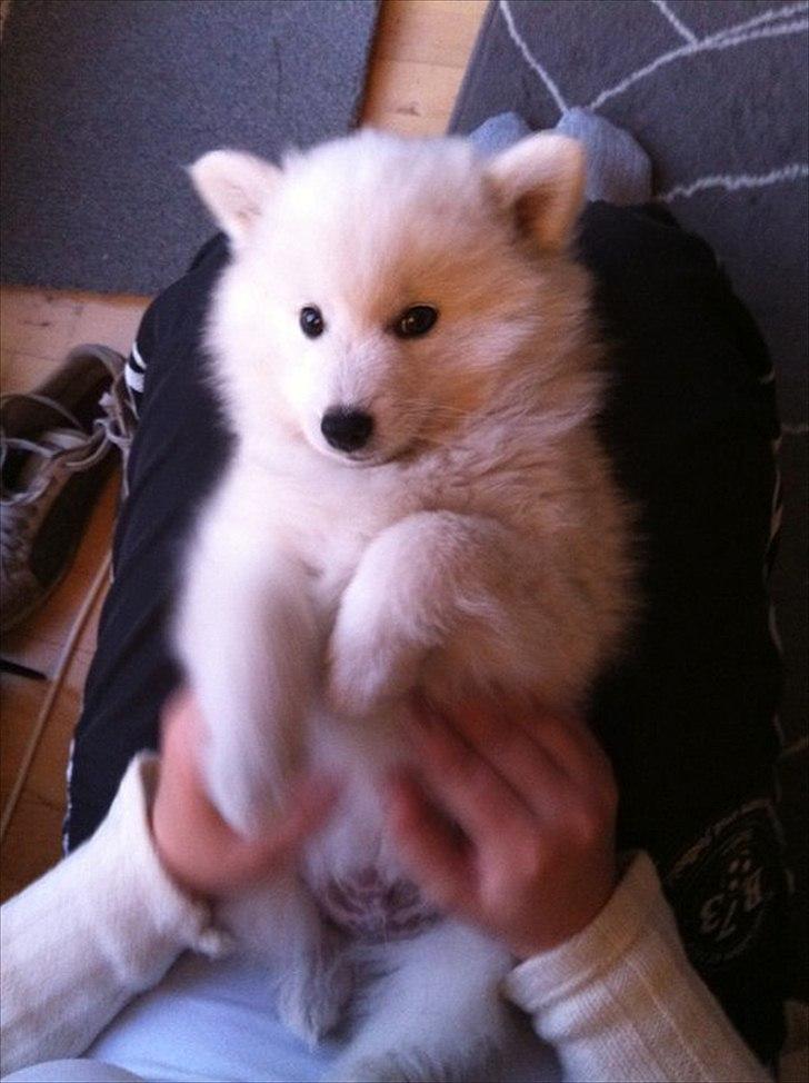 Japansk spids Balou - DK04506/2011 - Man ligger rigtig godt i mors skød!! :)  billede 5