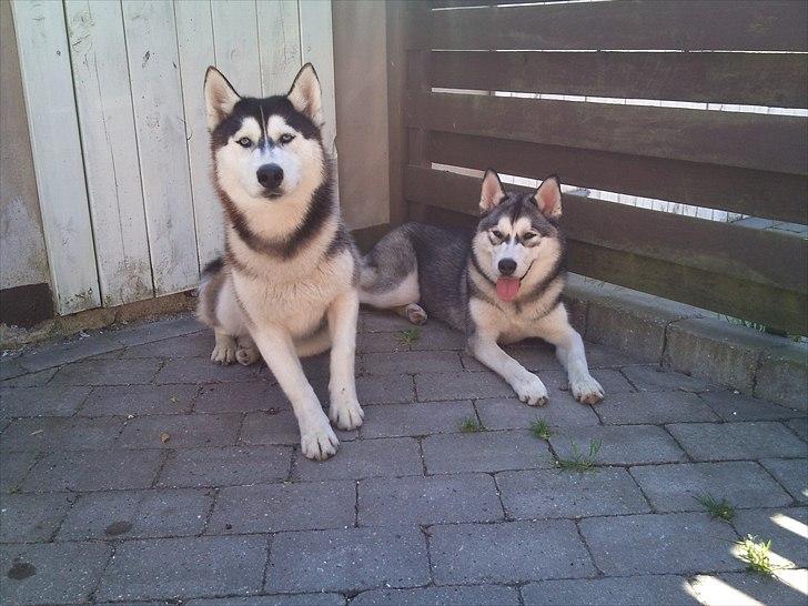 Siberian husky Velvet billede 6