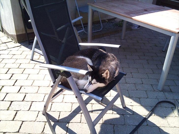 Siberian husky Velvet billede 7