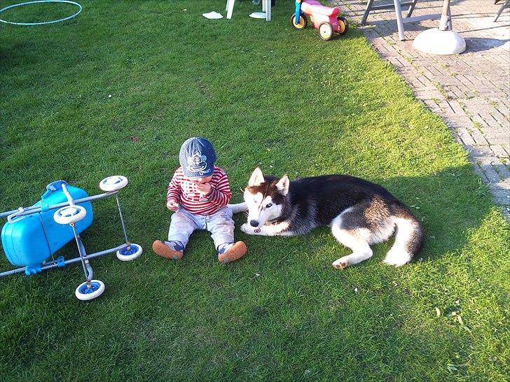 Siberian husky Velvet billede 8