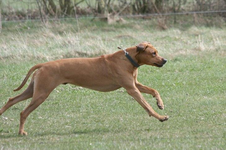 Rhodesian ridgeback Basse billede 6