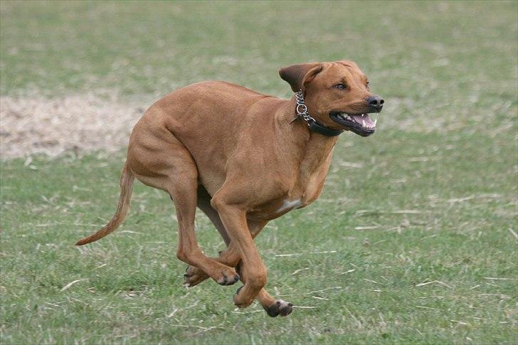 Rhodesian ridgeback Basse billede 7