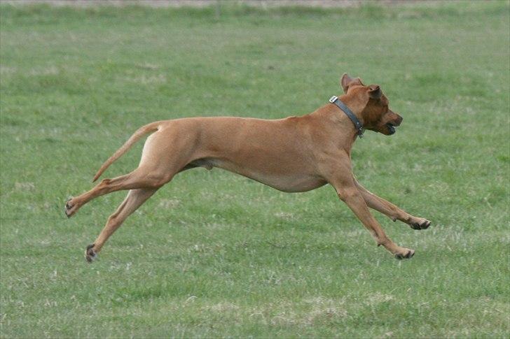 Rhodesian ridgeback Basse billede 8