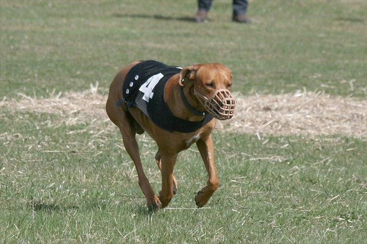 Rhodesian ridgeback Basse billede 9