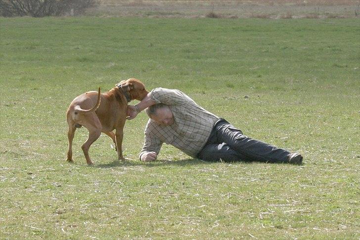 Rhodesian ridgeback Basse billede 10