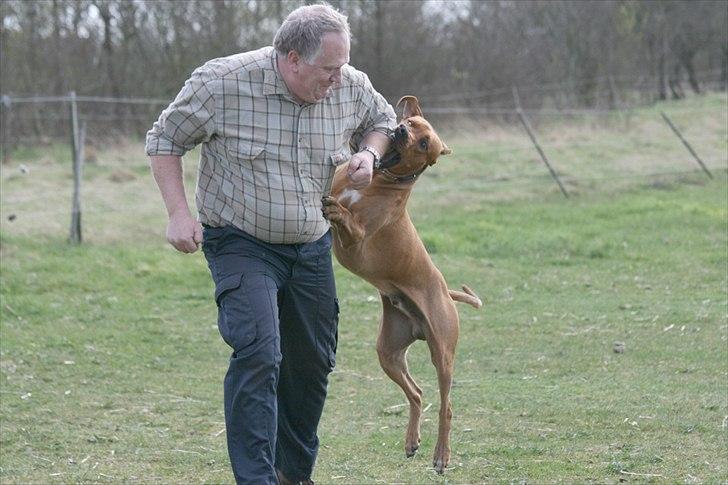 Rhodesian ridgeback Basse billede 11