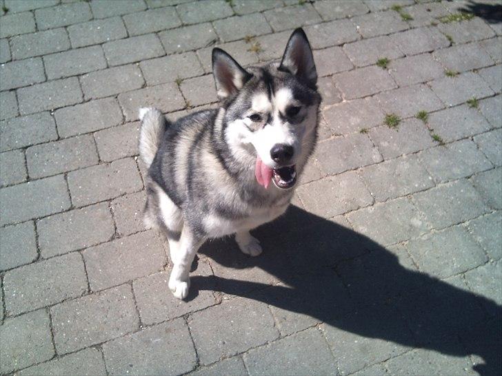 Siberian husky Nova billede 1