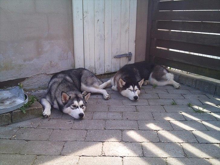 Siberian husky Nova billede 2