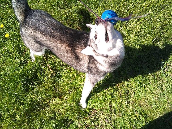 Siberian husky Nova billede 3