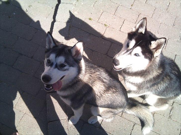 Siberian husky Nova billede 5