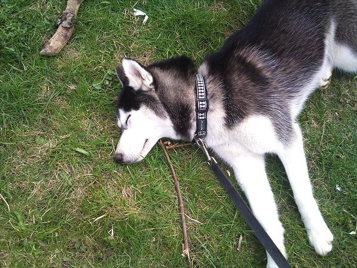 Siberian husky Velvet billede 9