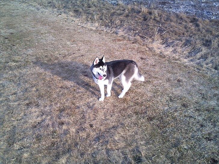 Siberian husky Velvet billede 10