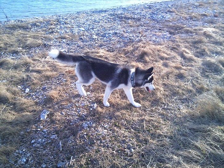 Siberian husky Velvet billede 11