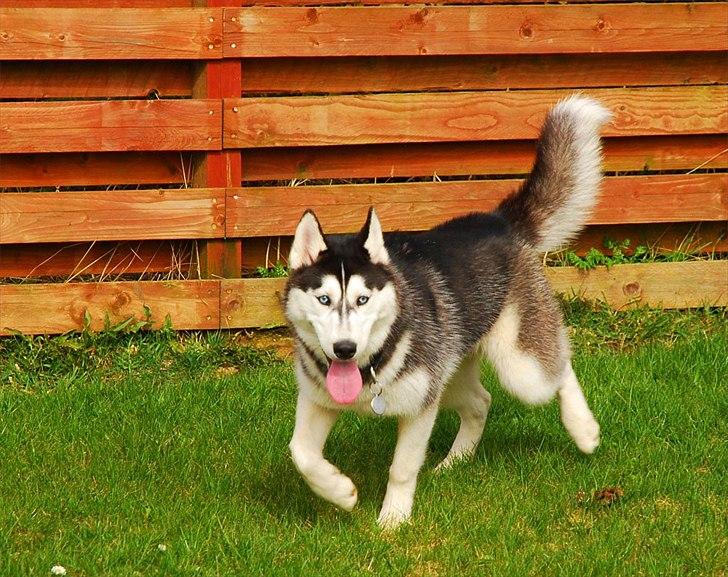Siberian husky Velvet billede 1