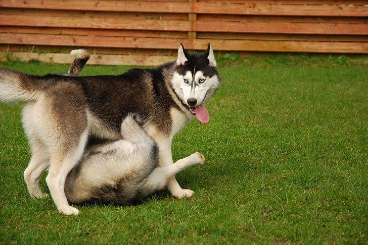Siberian husky Velvet billede 12