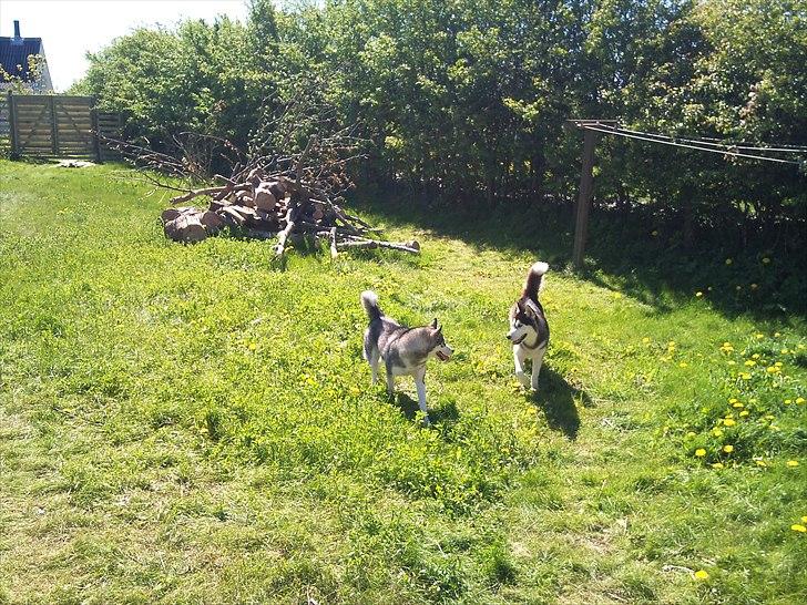 Siberian husky Nova billede 6