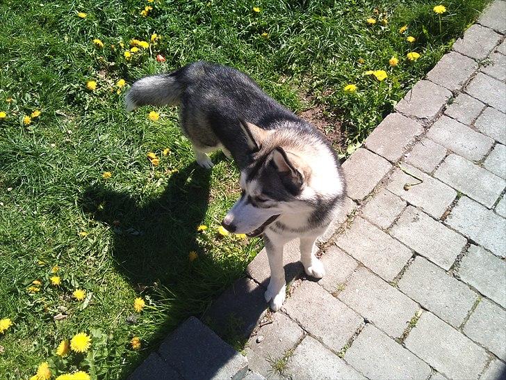 Siberian husky Nova billede 7