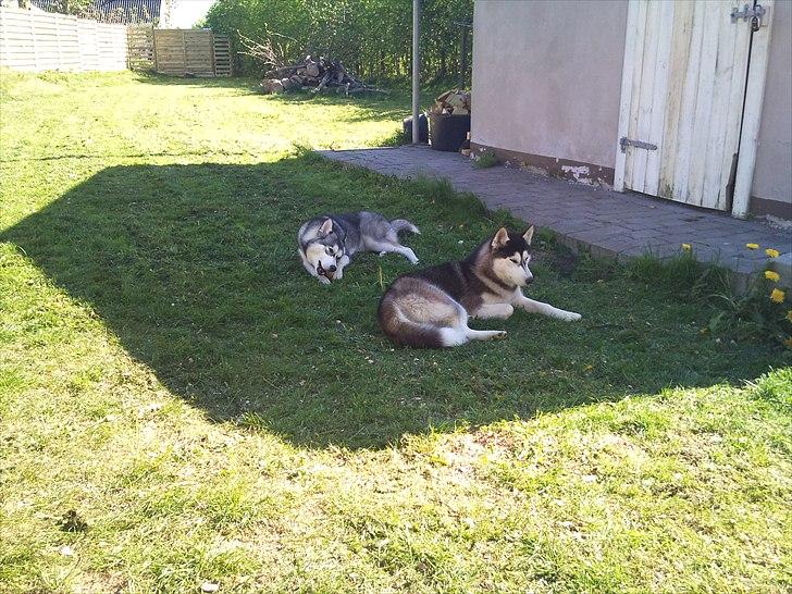 Siberian husky Nova billede 8