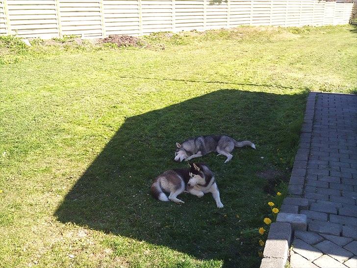 Siberian husky Nova billede 9