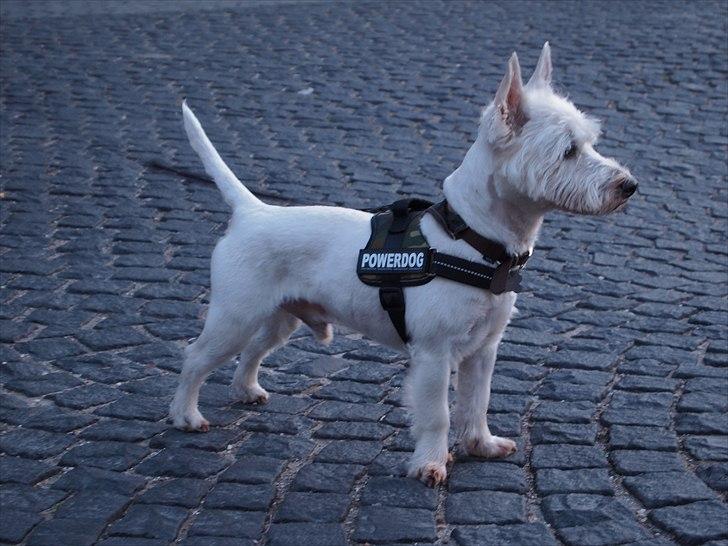 West highland white terrier Gismo billede 5