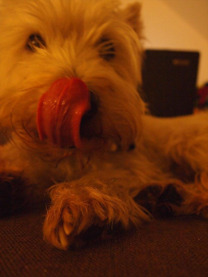 West highland white terrier Gismo billede 6