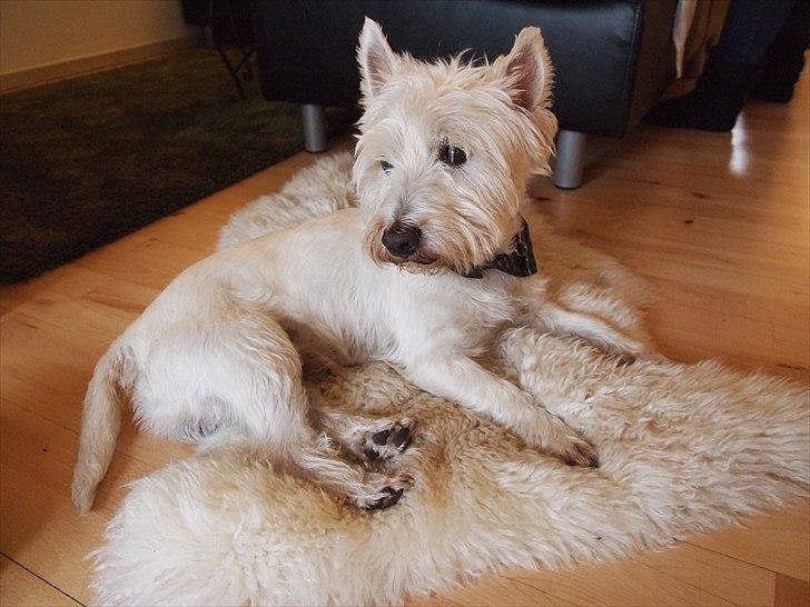West highland white terrier Gismo billede 7