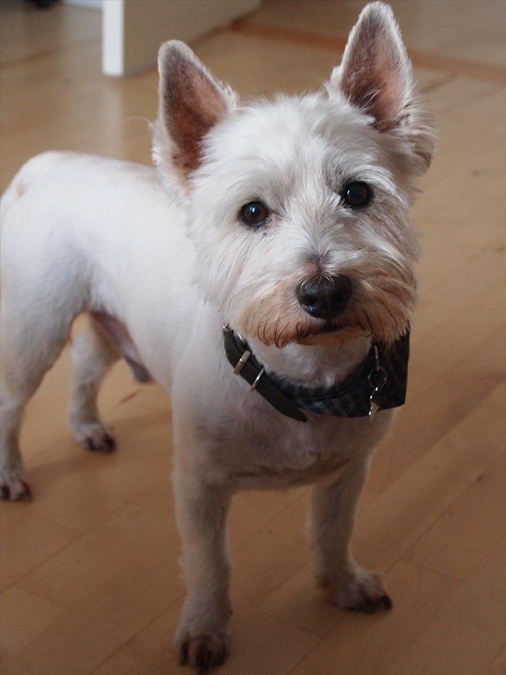 West highland white terrier Gismo billede 8