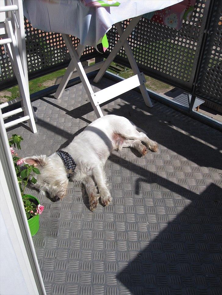 West highland white terrier Gismo billede 9