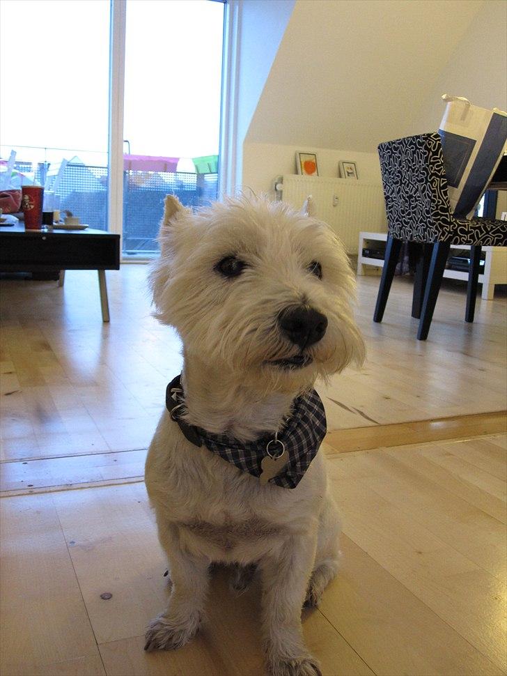 West highland white terrier Gismo billede 10