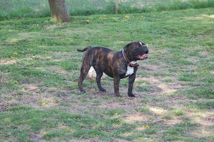 Olde english bulldogge Oliver billede 4