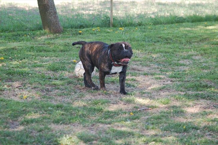 Olde english bulldogge Oliver billede 6