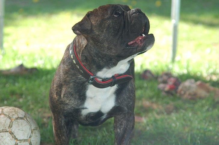 Olde english bulldogge Oliver billede 7