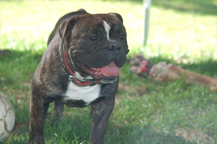Olde english bulldogge Oliver billede 8