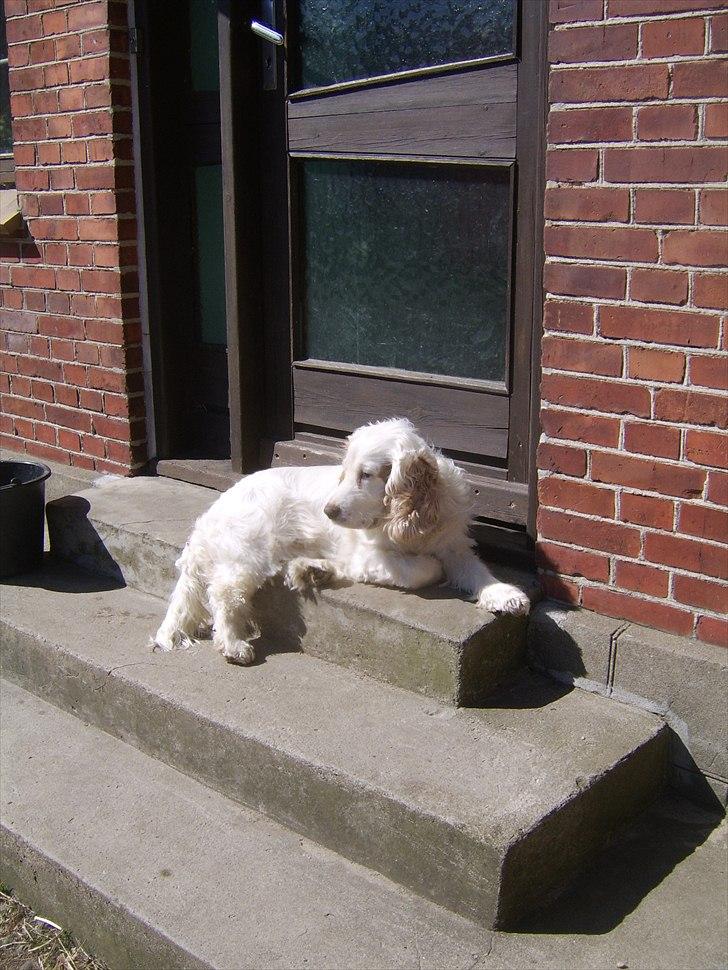 Cocker spaniel Lambert billede 1