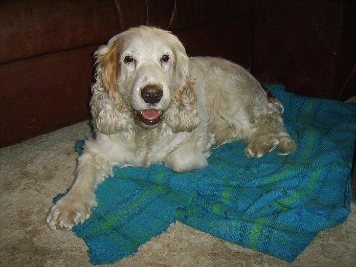 Cocker spaniel Lambert billede 2