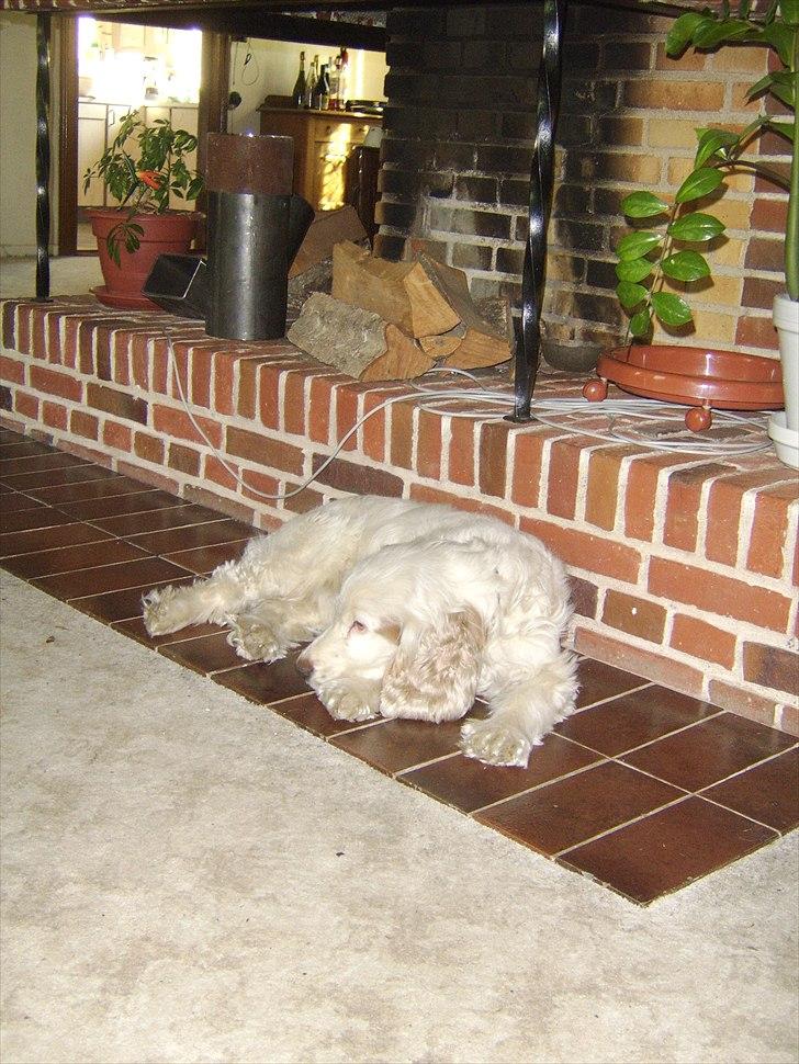 Cocker spaniel Lambert billede 3