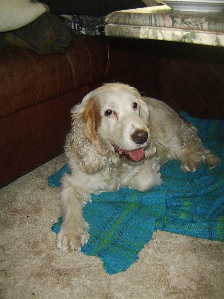 Cocker spaniel Lambert billede 4