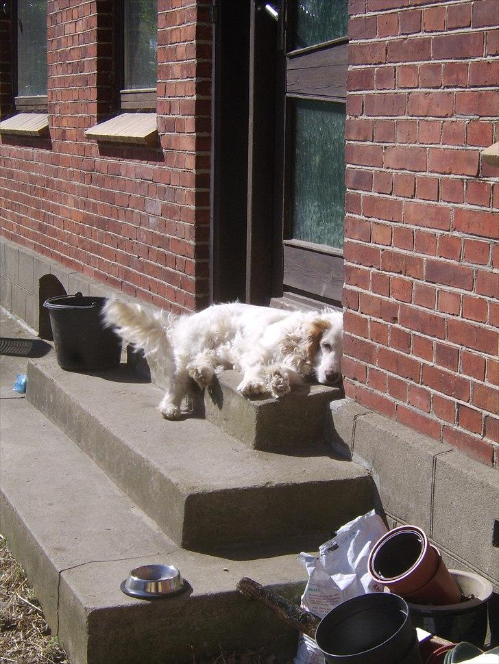 Cocker spaniel Lambert billede 5