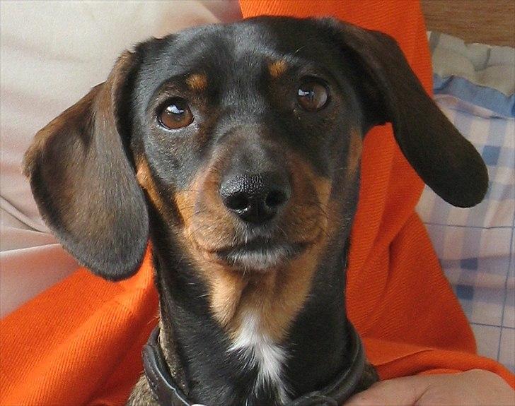 Blanding af racer Amanda - mest Gravhund - Amanda er en kvik og herlig hund billede 1