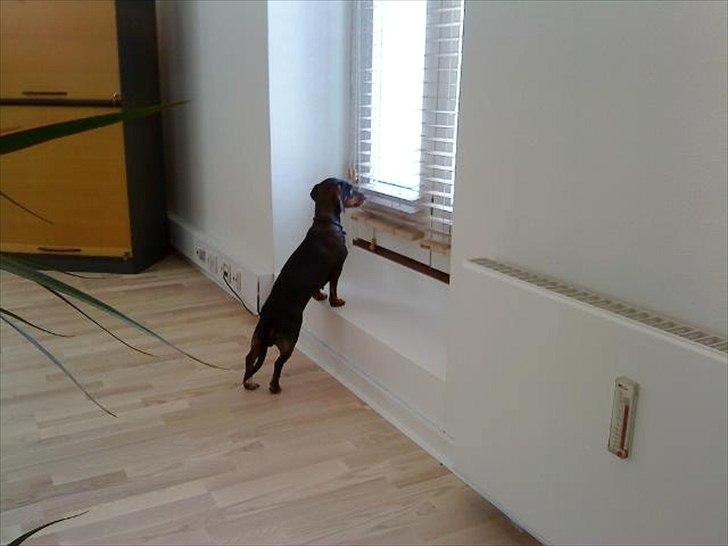 Blanding af racer Amanda - mest Gravhund - ..og nysgerrig billede 2