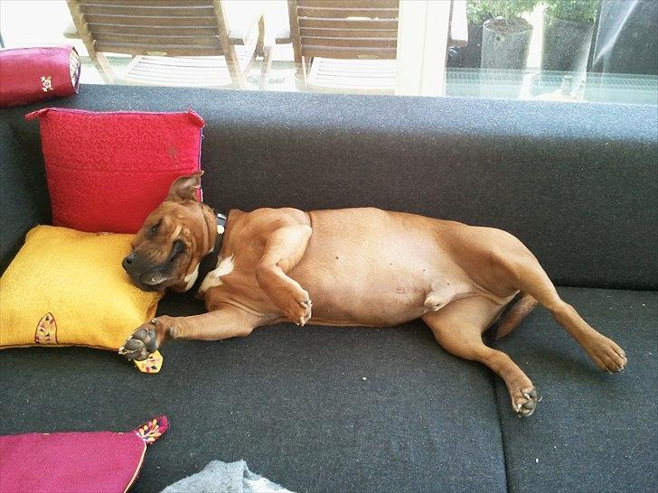 Staffordshire bull terrier Ludwig  - Ludwigs yndlingsposition i sofaen :) billede 2