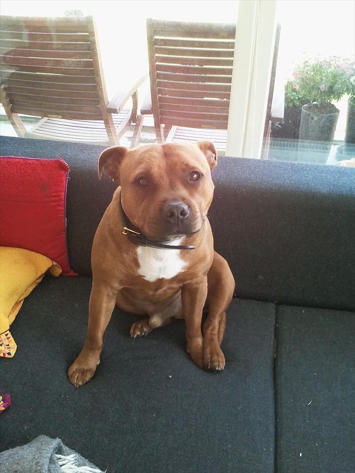 Staffordshire bull terrier Ludwig  - Vores smukke dejlige Ludwig billede 3