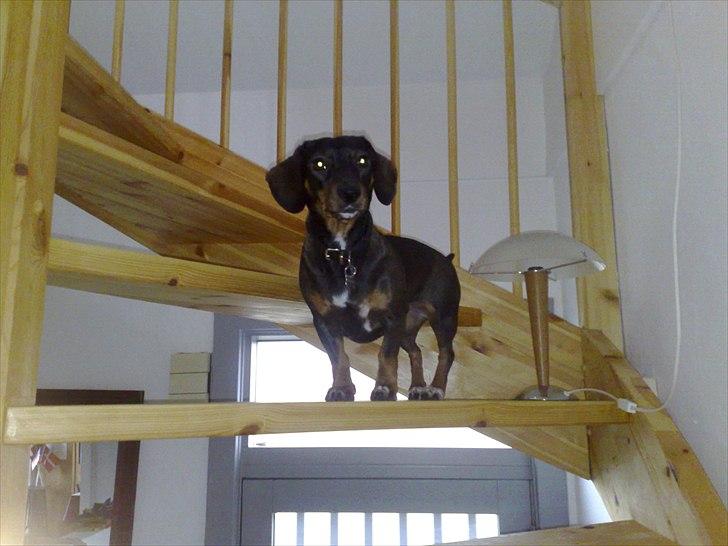 Blanding af racer Amanda - mest Gravhund - Er ferm til trapper billede 3