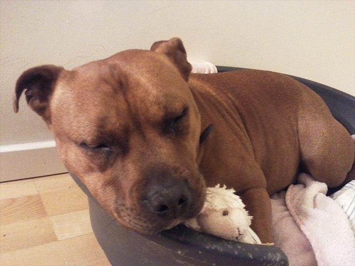 Staffordshire bull terrier Ludwig  - Ludwig i hans gamle kurv.  billede 4