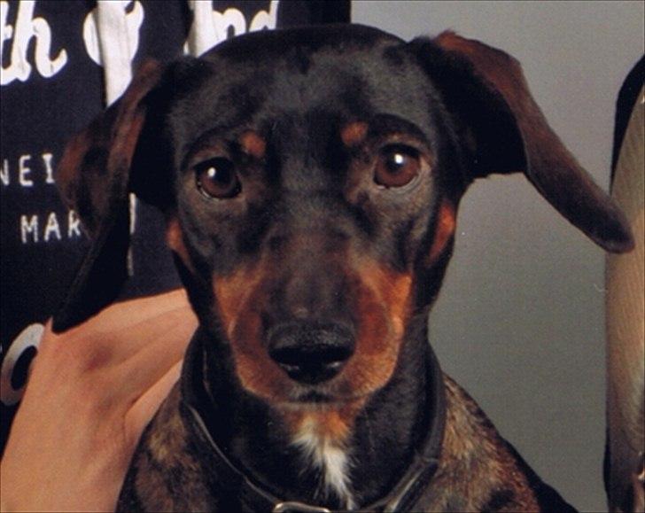 Blanding af racer Amanda - mest Gravhund - Fotograferes gerne billede 4