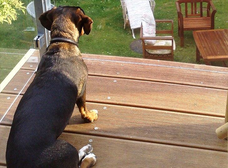 Blanding af racer Amanda - mest Gravhund - List af en vagthund billede 5