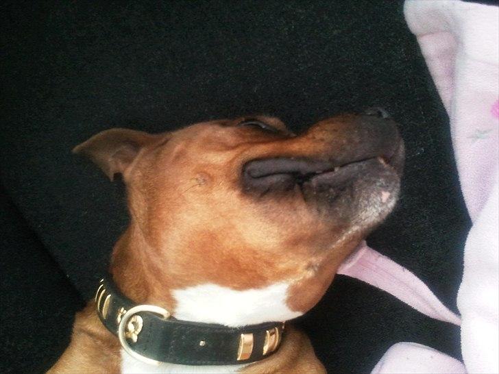 Staffordshire bull terrier Ludwig  - Mmm...jeg elsker den her sofa..;) billede 5