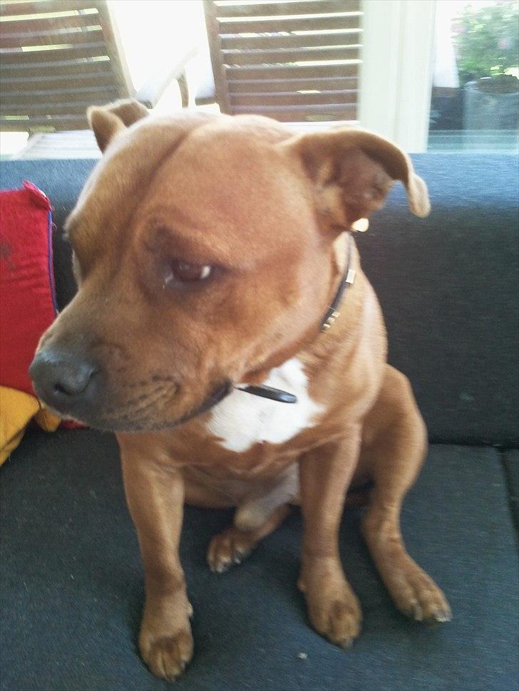 Staffordshire bull terrier Ludwig  - Mr. handsome billede 6
