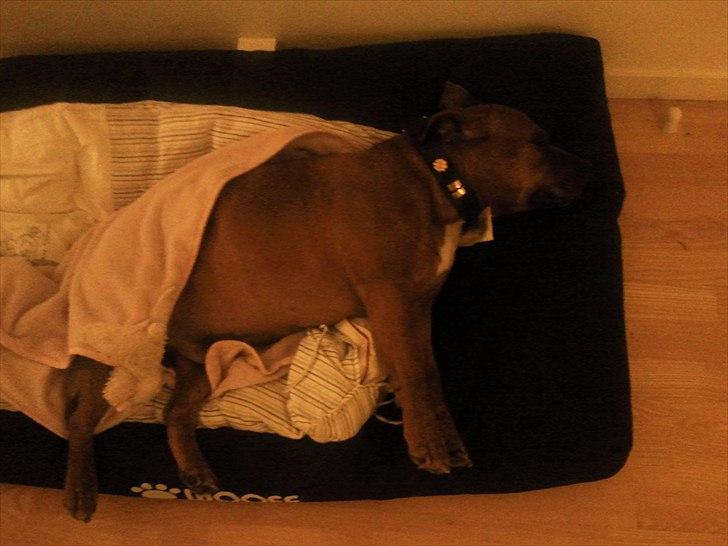 Staffordshire bull terrier Ludwig  - Mmm...jeg elsker min nye seng..Shh kan I være stille - jeg sover altså.. billede 7